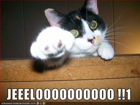 lolcat_JEEELOOOOOOOOOO_!!1