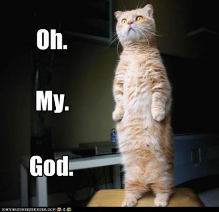 lolcat_128922677797490226.jpg