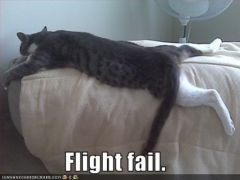 lolcat_flightfail