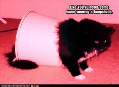 lolcat_funny-pictures-cat-comes-home-in-lamp-shade.jpg