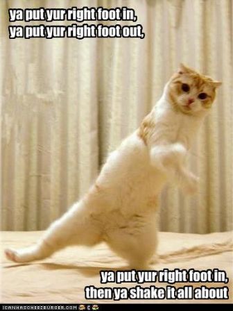 lolcat_funny-pictures-cat-does-hokey-pokey.jpg