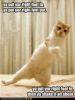 lolcat_funny-pictures-cat-does-hokey-pokey.jpg