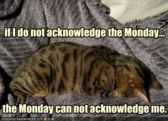 lolcat_funny-pictures-cat-does-not-acknowledge-monday.jpg