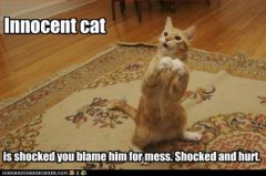 lolcat_funny-pictures-cat-is-innocent-and-hurt