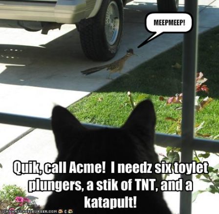 lolcat_funny-pictures-cat-needs-to-call-acme