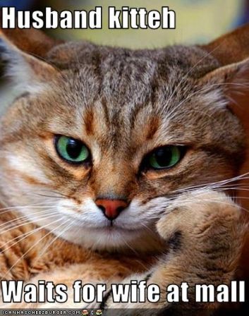 lolcat_funny-pictures-cat-waits-for-his-wife.jpg