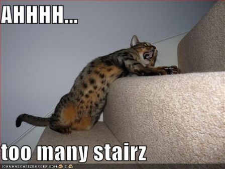 lolcat_funny-pictures-cat-wants-fewer-stairs.jpg