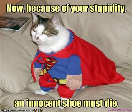 lolcat_funny-pictures-cat-will-kill-an-innocent-shoe.jpg