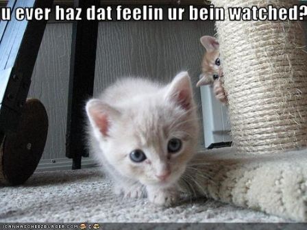lolcat_funny-pictures-kitten-is-watched