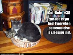 lolcat_funny-pictures-two-cats-are-in-a-bed.jpg