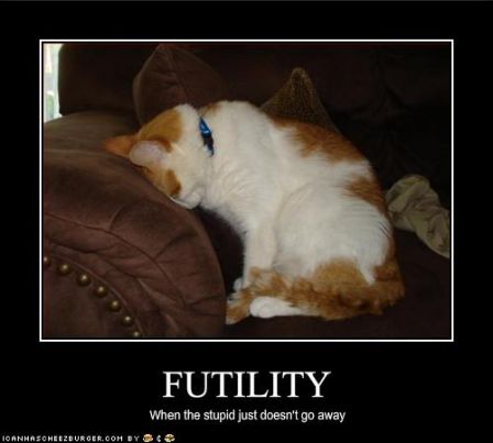 lolcat_futilitywhenthestupidjustdoesntgoaway.