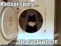 lolcat_hadopispiesareeverywhere