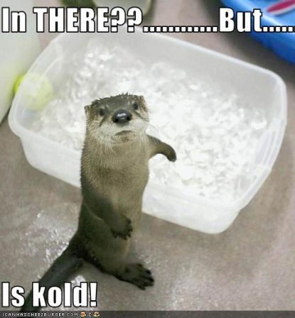 lolotter_funny-pictures-otter-does-not-want-an-ice-bath.jpg, juil. 2009 lolotter_funny-pictures-otter-does-not-want-an-ice-bath.jpg