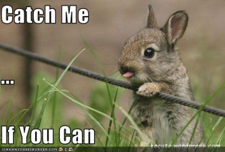 lolrabbit_catchmeifyoucan.jpg