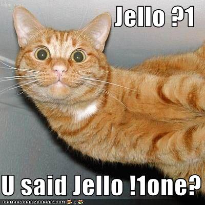 lolcat_jelloyousaidjello, mai 2009 lolcat_jelloyousaidjello