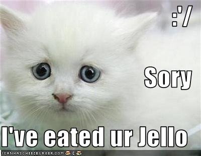 lolcat_sryiveeatedurjello, mai 2009 lolcat_sryiveeatedurjello