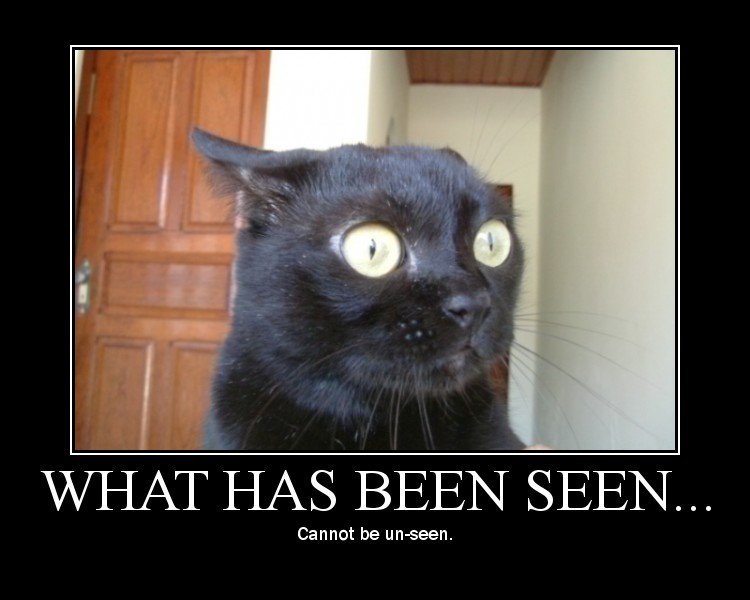 lolcat_whathavebeseen.jpg